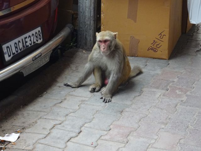 New Delhi